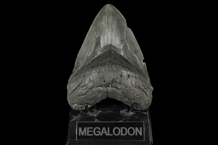 Serrated, Upper Megalodon Tooth - South Carolina #125261